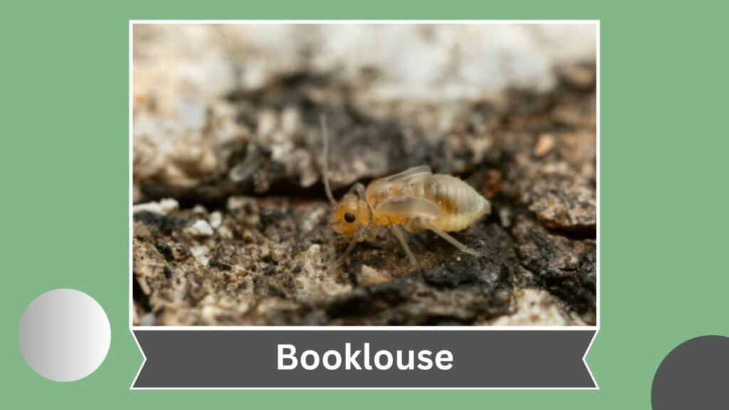 15 Small Flying Insects in House: Identification, Diet and Habitat