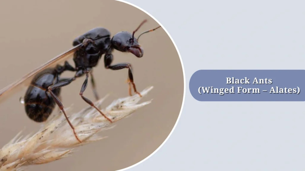13 Small Black Insects With Wings Identification With Pictures 13-small-black-insects-with-wings-identification-with-pictures
