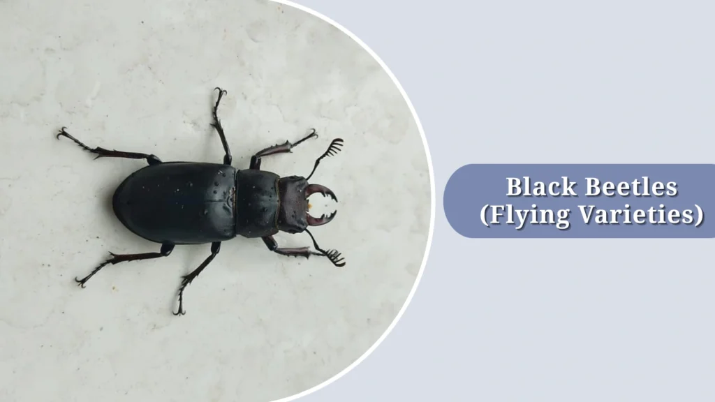 13 Small Black Insects with Wings: Identification with Pictures