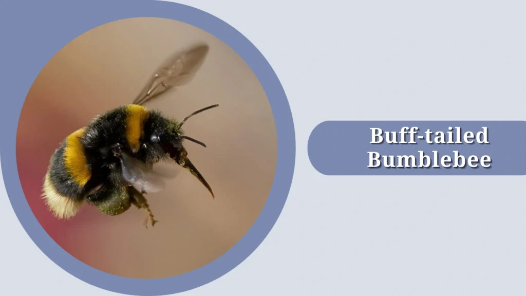 10 Different Types of Bumblebee Insects: Identification with Pictures