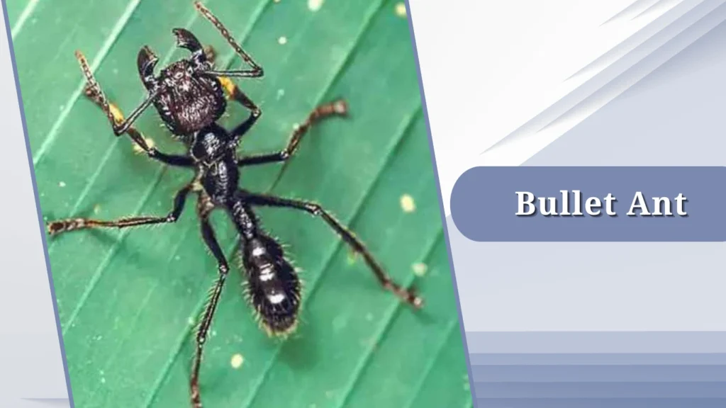 Bullate Insect 15 Most Dangerous Insects in the World: Identification & Risk
