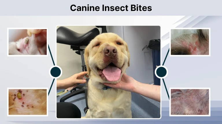 Thumbnail for Bloodshot Symptoms From Canine Toxicine Intake