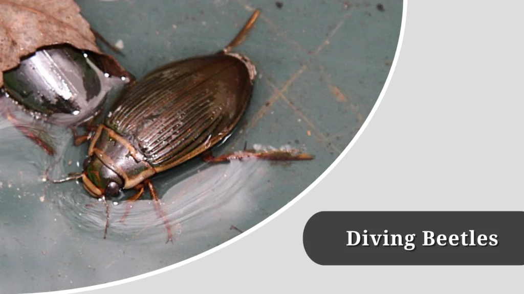 15 Insects That Live in Water: Identification with Pictures