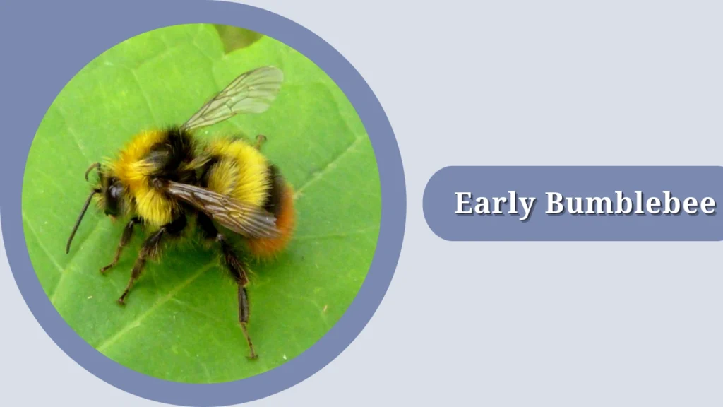10 Different Types of Bumblebee Insects: Identification with Pictures