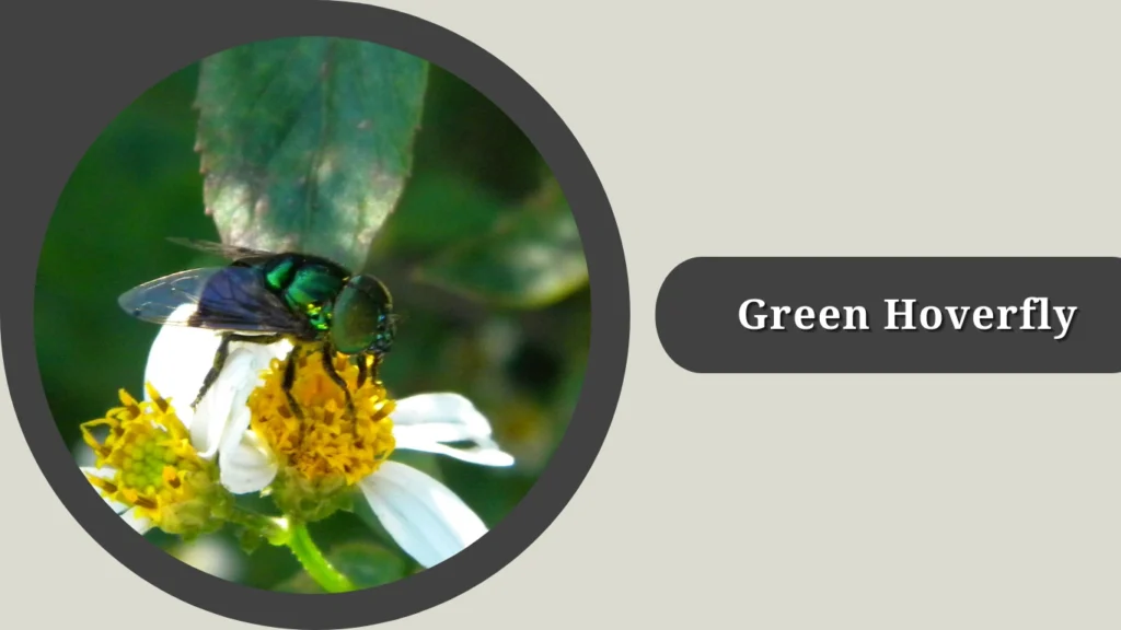 Green Triangular Fly 21 Types of Green Flying Insects: Identification with Pictures