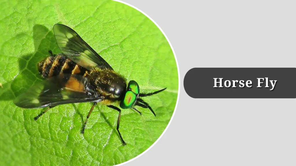 23 Common Insects that found in California: Identification with Pictures