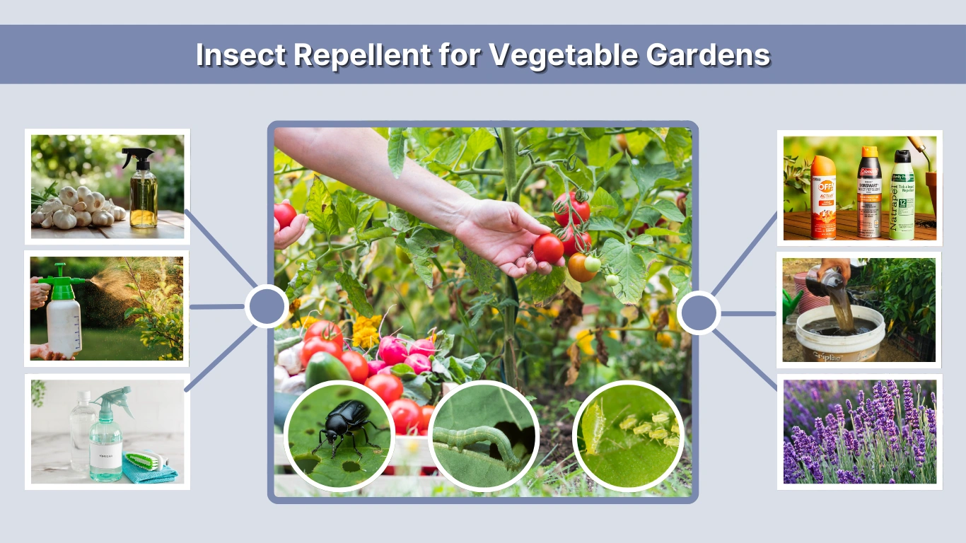Insect Repellent for Vegetable Gardens: Natural, Homemade Solutions