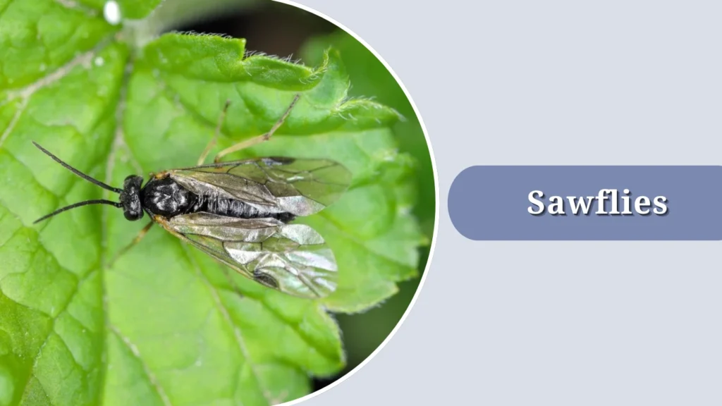 13 Small Black Insects with Wings: Identification with Pictures