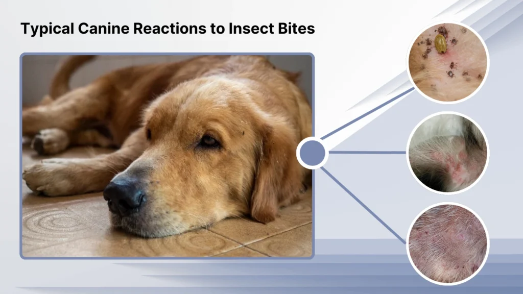 Canine Insect Bites: Identification, Reaction, Symptoms & Treatment