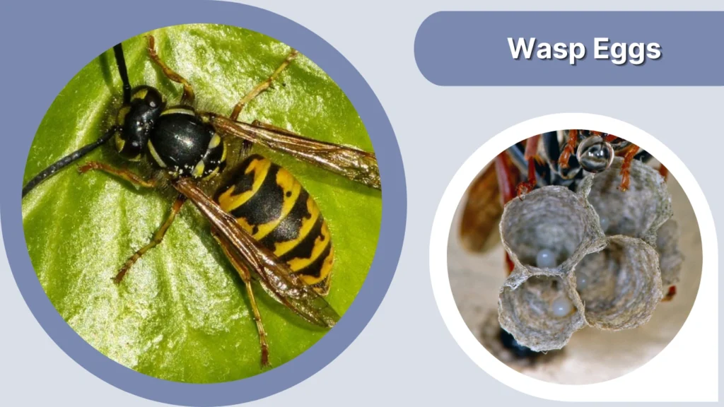 Curated visual reference: Gallery Detail: 21 Different Types Of Insect Eggs Identification With Pictures