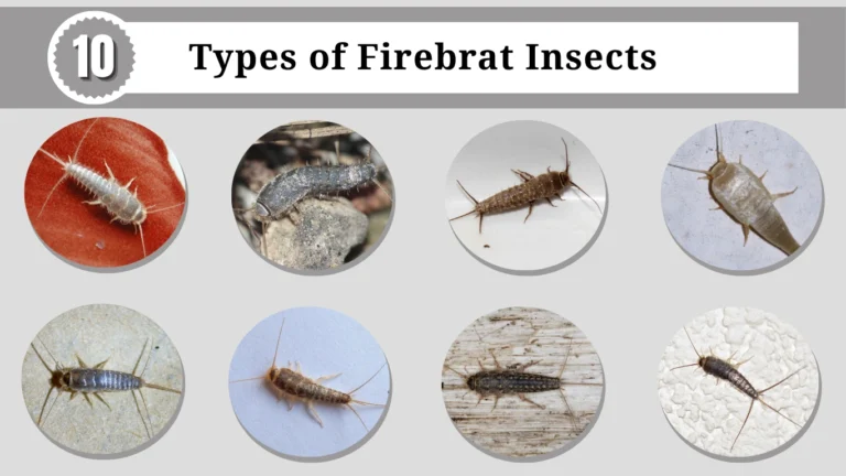 10 Types of Firebrat Insects Identification, diet, Pictures and Habitat