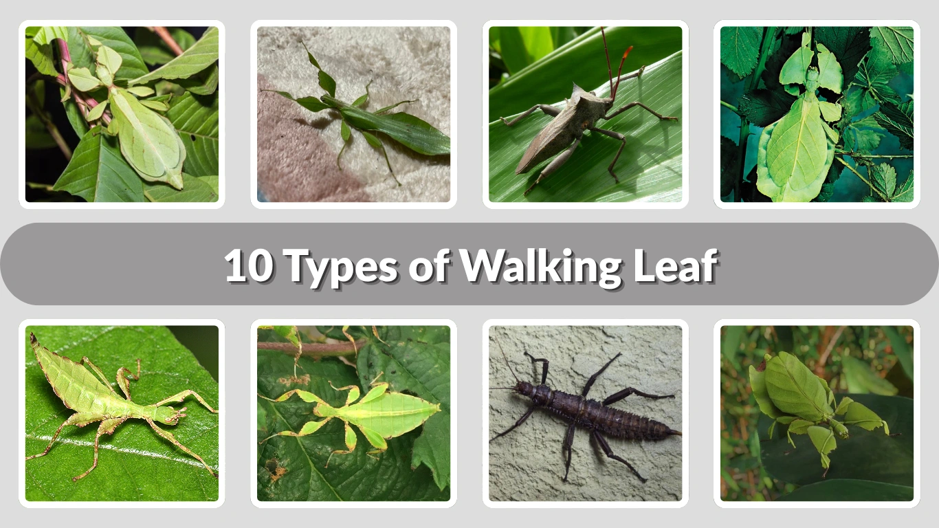 10 Types of Walking Leaf Identification, Habitat, and Facts