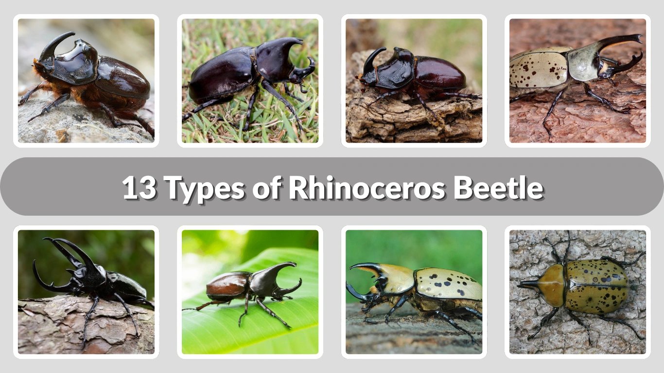 13 Types of Rhinoceros Beetle: Identification, Risk, Diet & Lifecycle