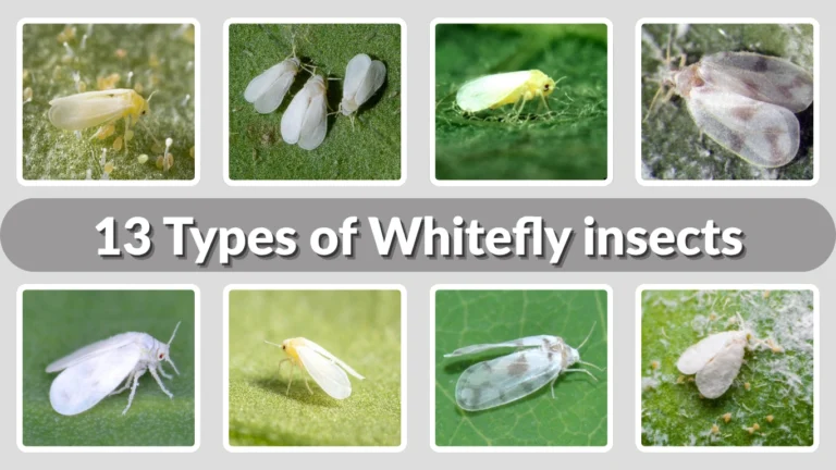13 Types of Whitefly insects Identification with pictures
