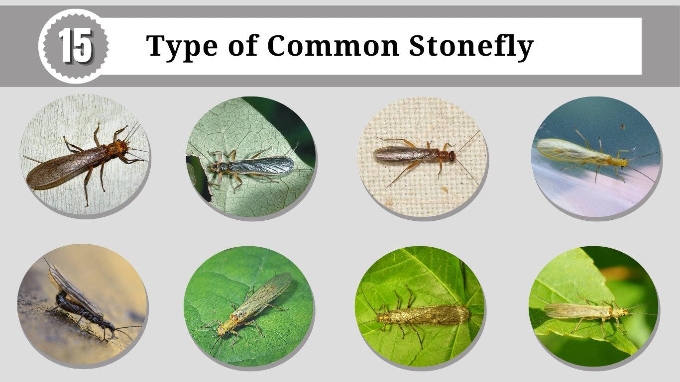 15 Type of Common Stonefly: identification with Pictures