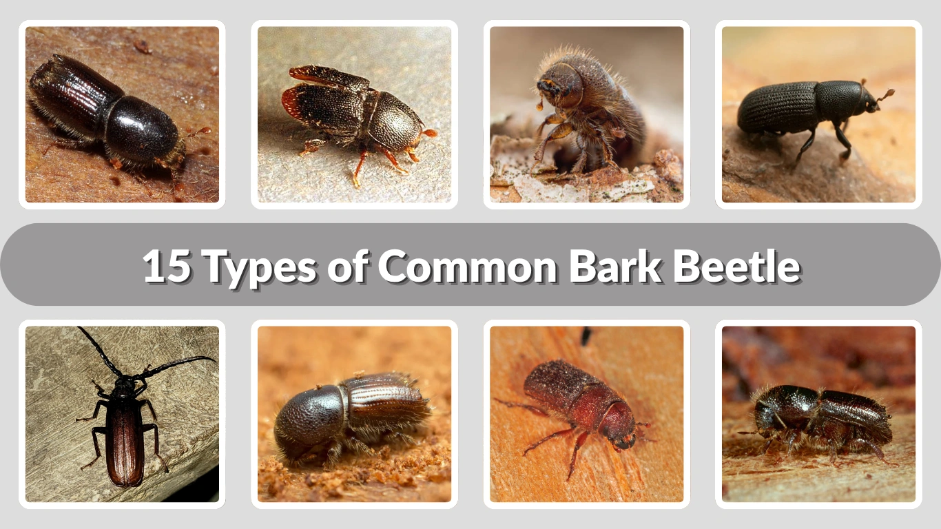 15 Types of Common Bark Beetle Identification with pictures