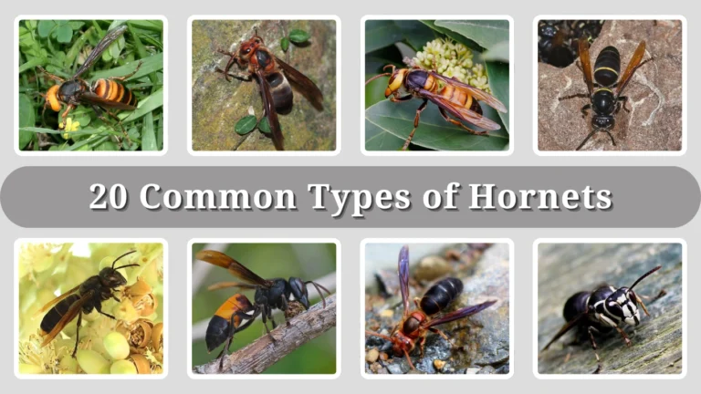 20 Common Types of Hornets Identification, Nesting and Habitat 