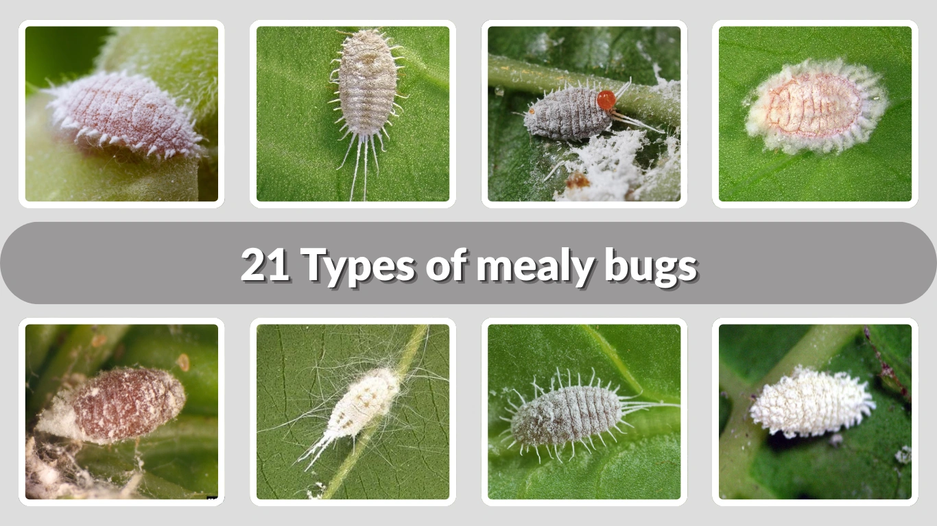 21 Types of mealy bugs Identification, Habitat and lifecycle