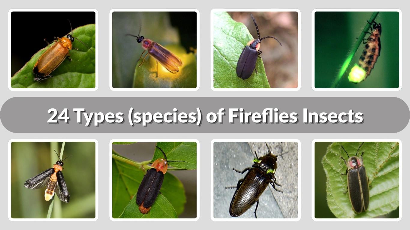 24 Types (species) of Fireflies Insects Identification with Pictures