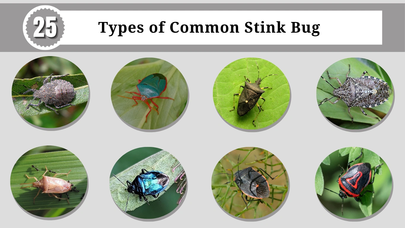 25 Types of Common Stink Bug: Identification, Habitat and LIfecycle