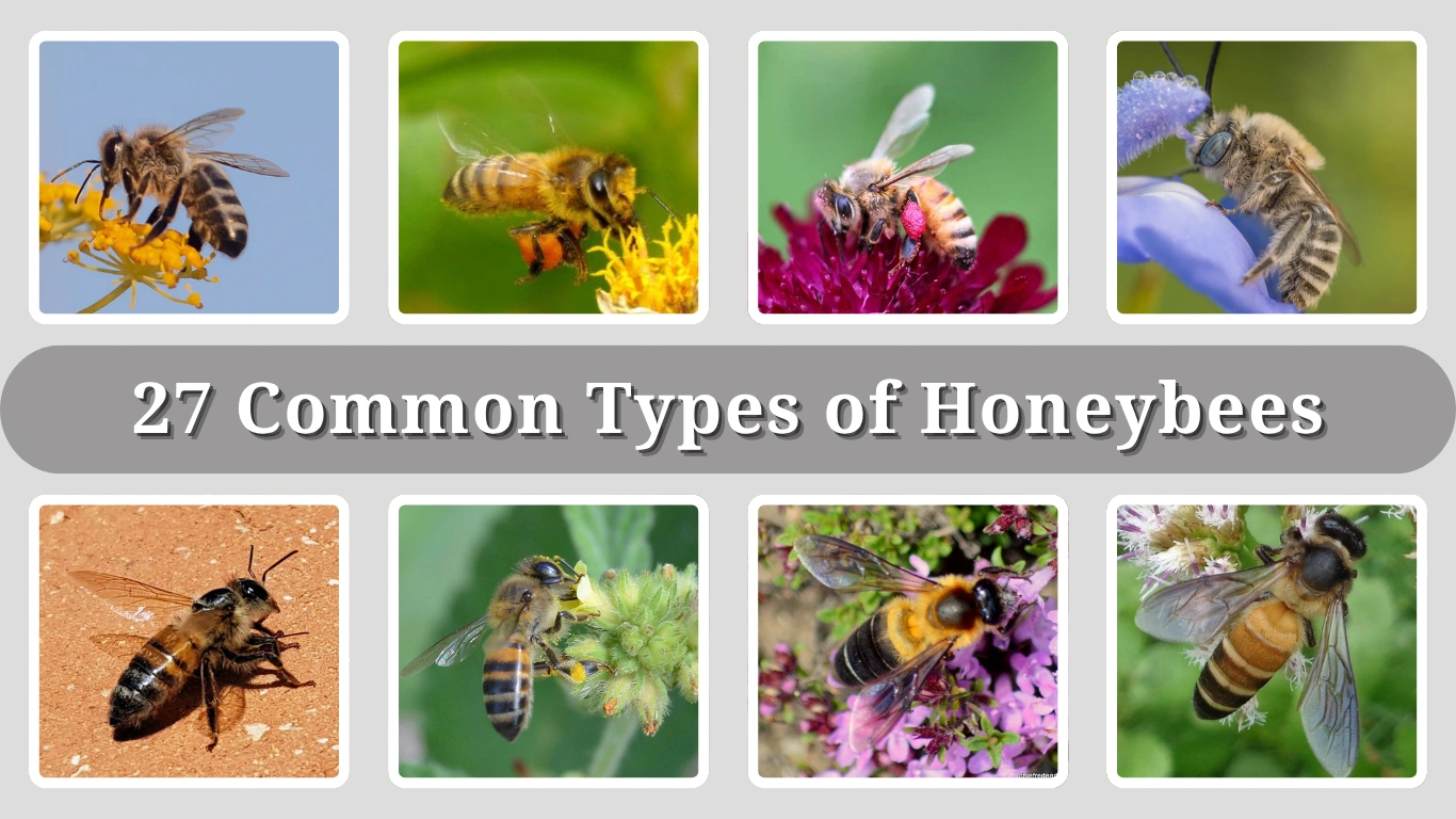 27 Common Types of Honeybees: Identification with Pictures 