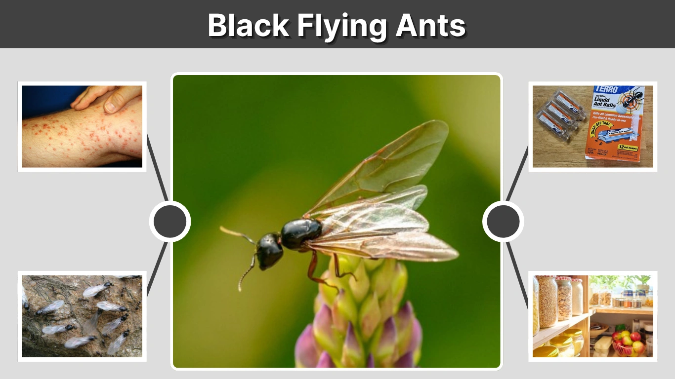Black Flying Ants: Identification, Behavior, and How to Get Rid