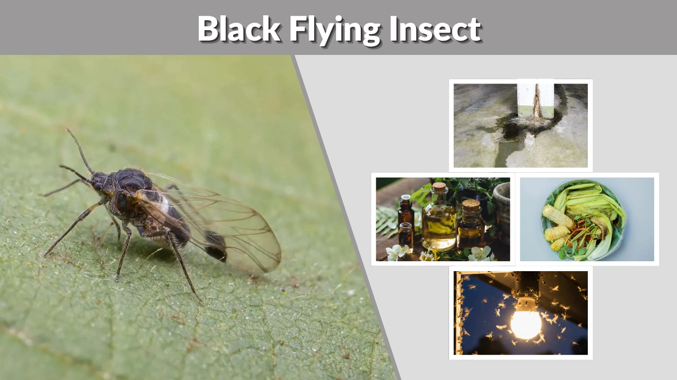 Black Flying Insects Identification, Types, and How to Control Them