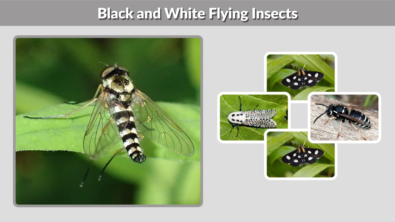 Black and White Flying Insects Identification, Types, and Behavior