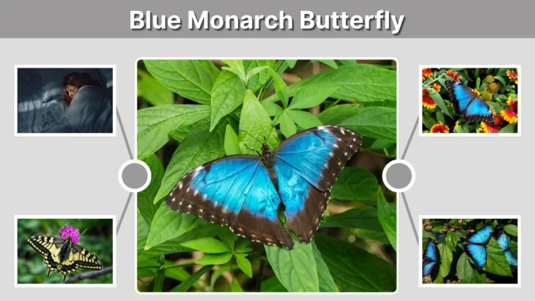 Blue Monarch Butterfly Facts, Meaning, and Identification