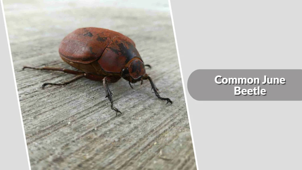 June Insects 15 Types of June Bug: Habitat, Behaviors, Identification with Pictures