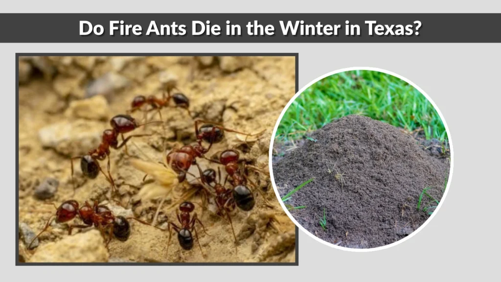 Fire Ants in Texas Identification, Dangers, and Control Guide
