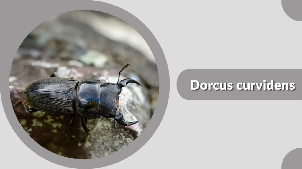 17 Types of Common Stag Beetle: Identification with Pictures