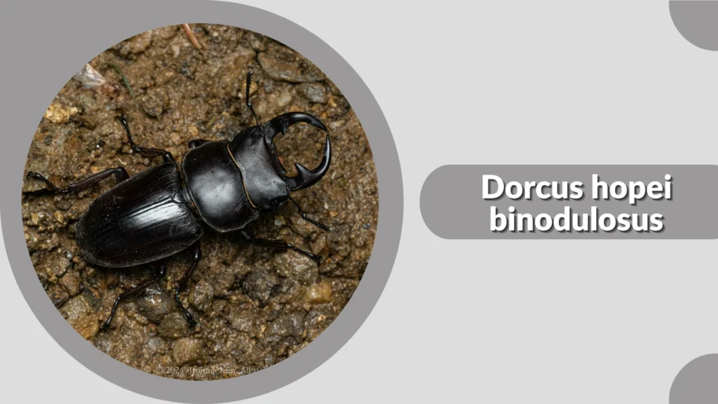 17 Types of Common Stag Beetle: Identification with Pictures