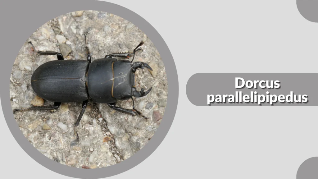 17 Types of Common Stag Beetle: Identification with Pictures