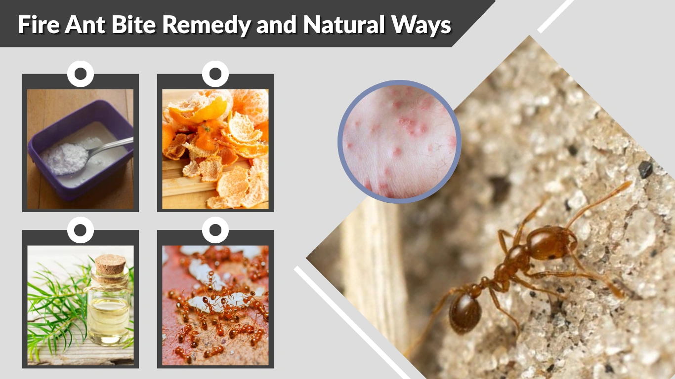 Fire Ant Bite Remedy and Natural Ways to Get Rid of Fire Ants