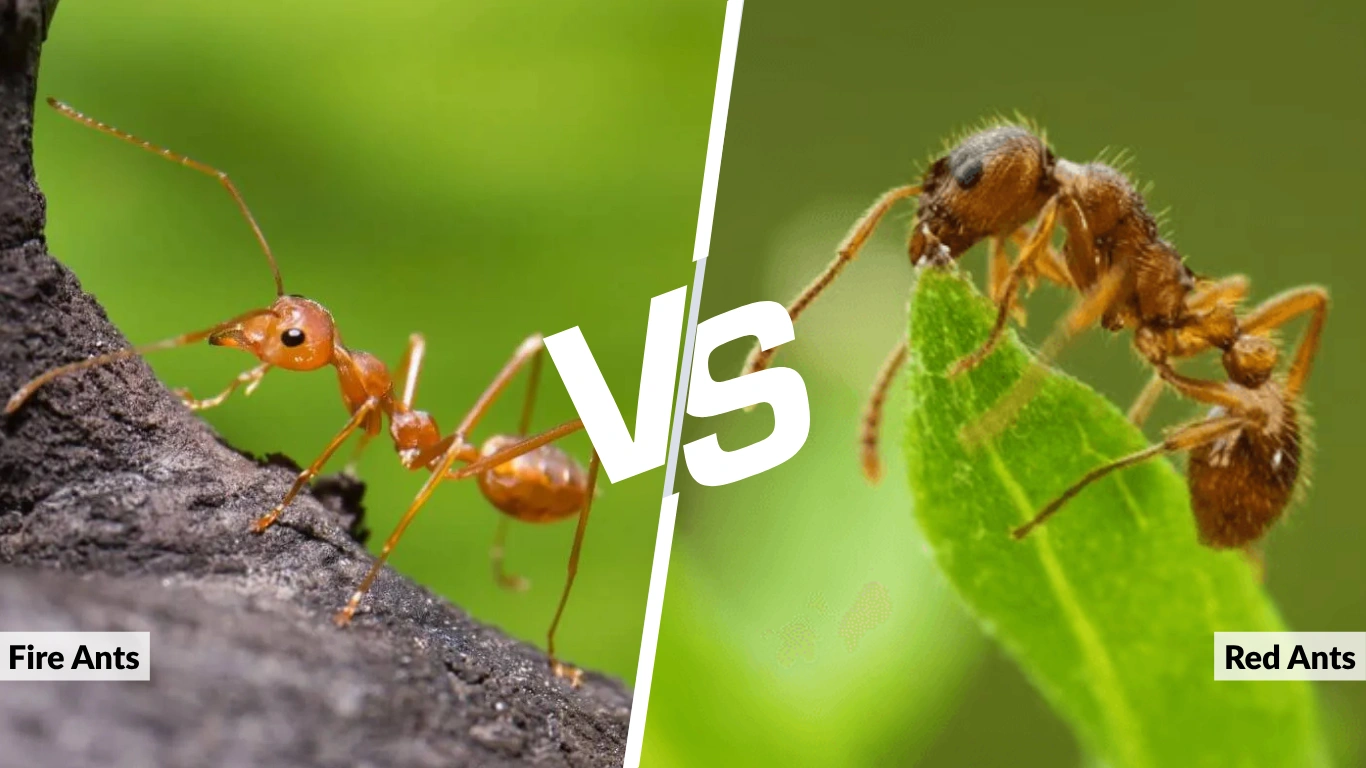 Fire Ants vs Red Ants Key Differences, Bites, and Identification 
