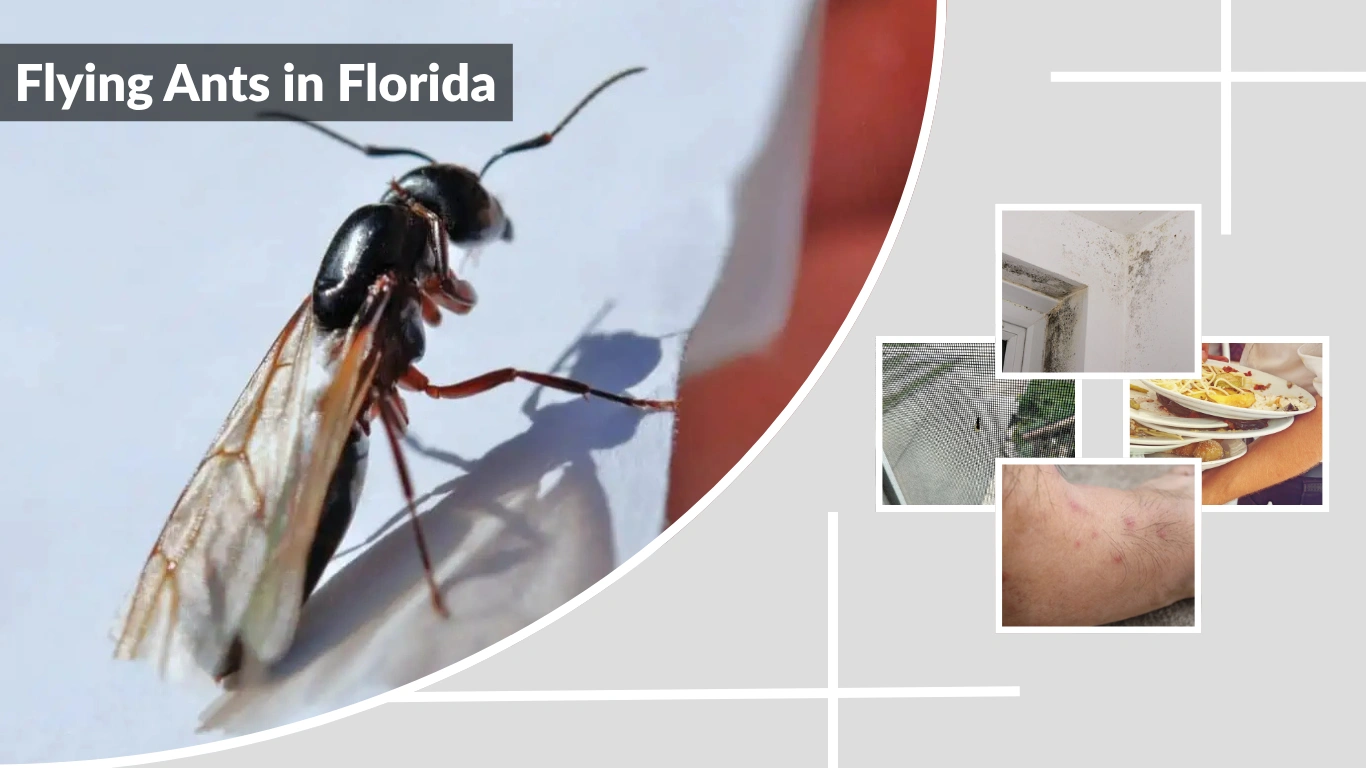 Flying Ants in Florida: Identification, Behavior, and Control