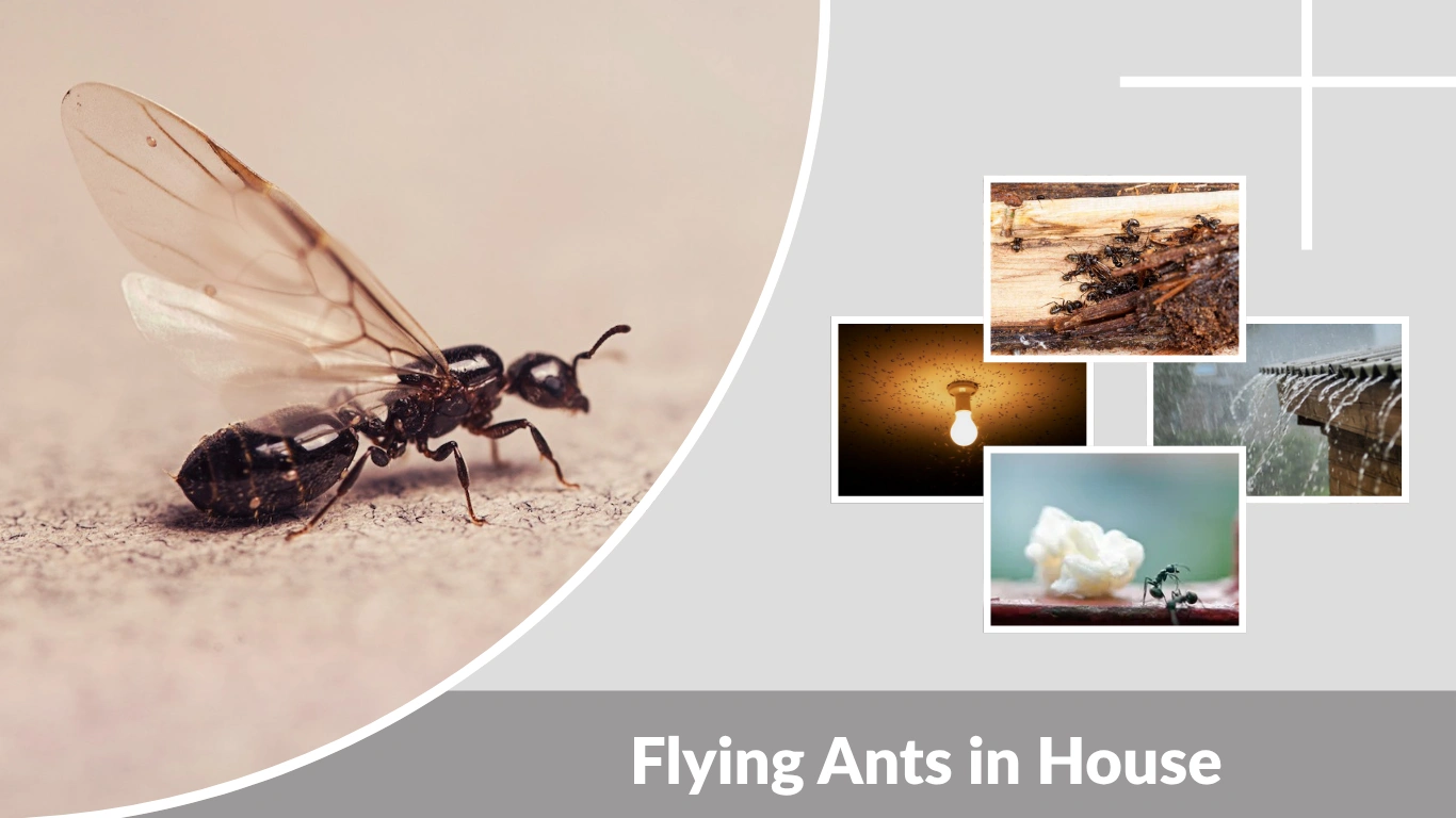 Flying Ants in House: Causes, Removal, and Prevention