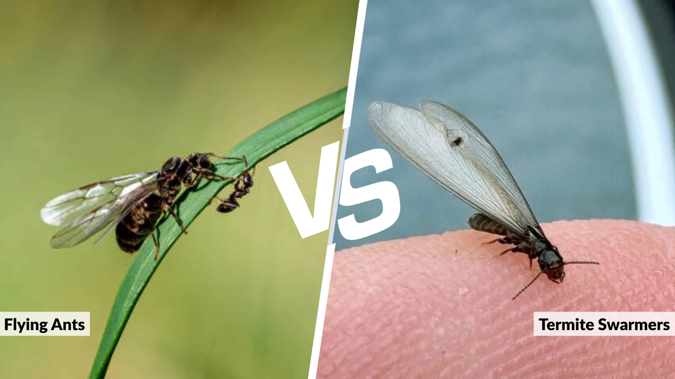 Flying Ants vs Termites: Identification, Differences, and Control