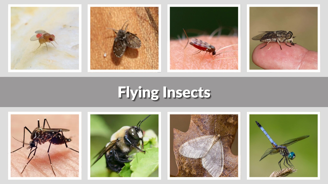 Flying Insects: Types, Behavior, Identification, and Control