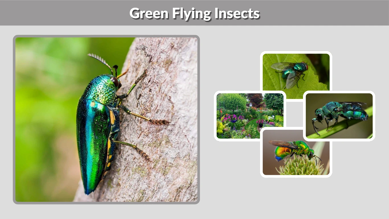 Green Flying Insects Types, Identification, and What They Mean