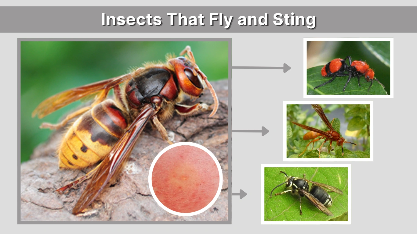 Insects That Fly and Sting Identification, Types, and Safety Tips