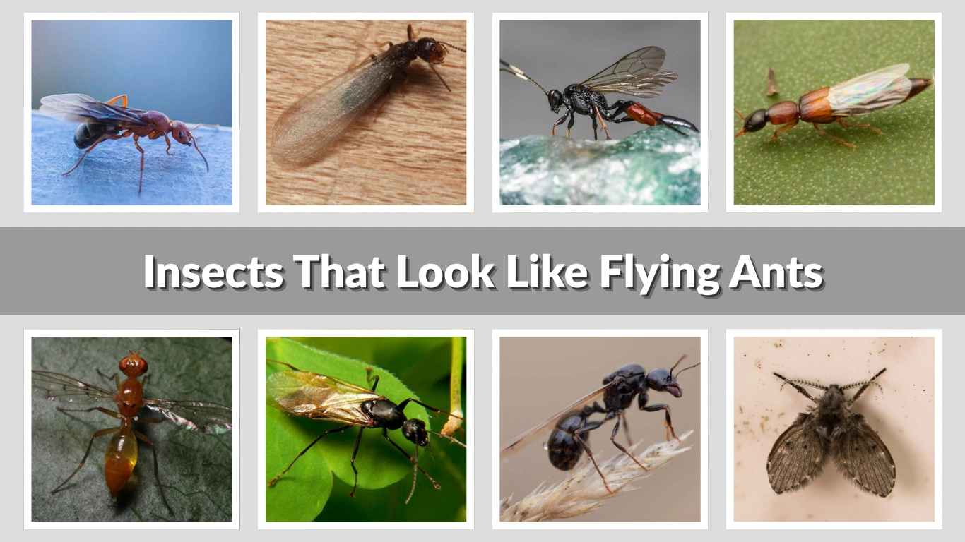 Insects That Look Like Flying Ants Identification, Causes, and Control