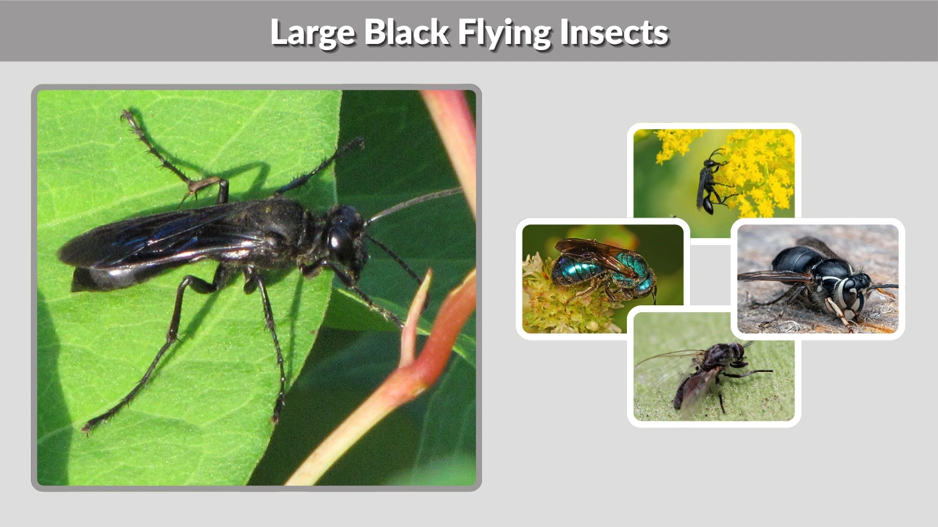 Large Black Flying Insects Identification, Types, and Regional Guide