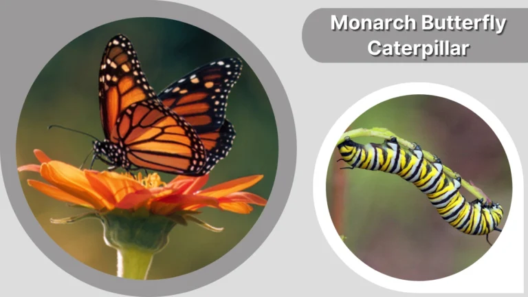 monarch-butterfly-caterpillar-identification-stages-and-care-guide