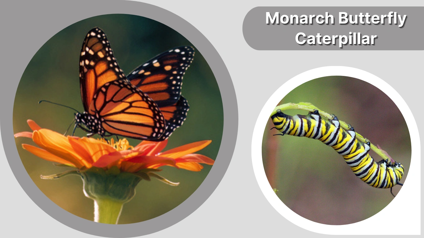 Monarch Butterfly Caterpillar: Identification, Stages, and Care Guide