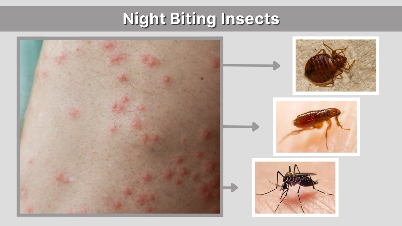 Night Biting Insects: Identification, Causes, and Prevention