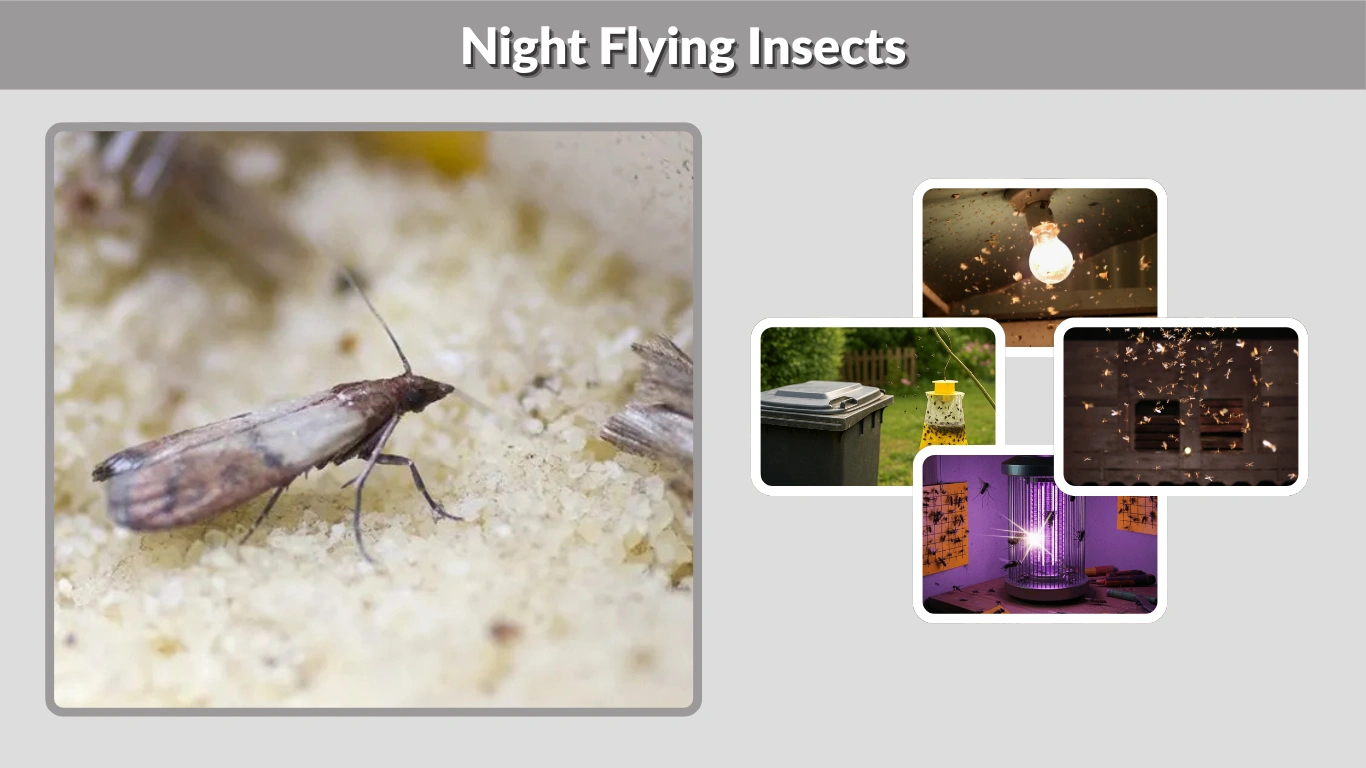 Night Flying Insects: Identification, Attraction, and Control