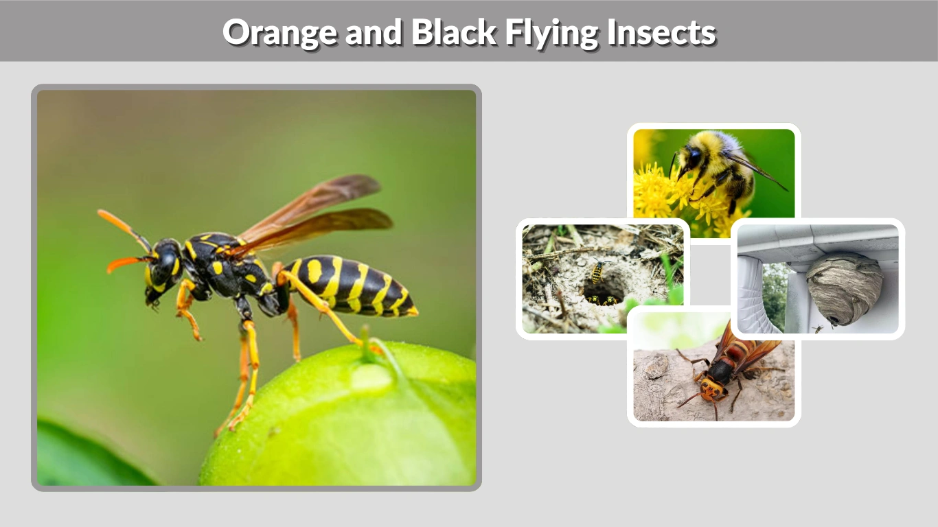 Orange and Black Flying Insects Identification, Types, and Safety