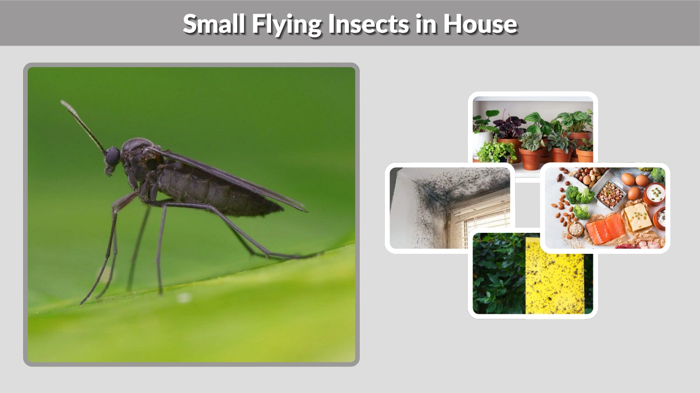 Small Flying Insects in House: Types, Causes, and Easy Solutions